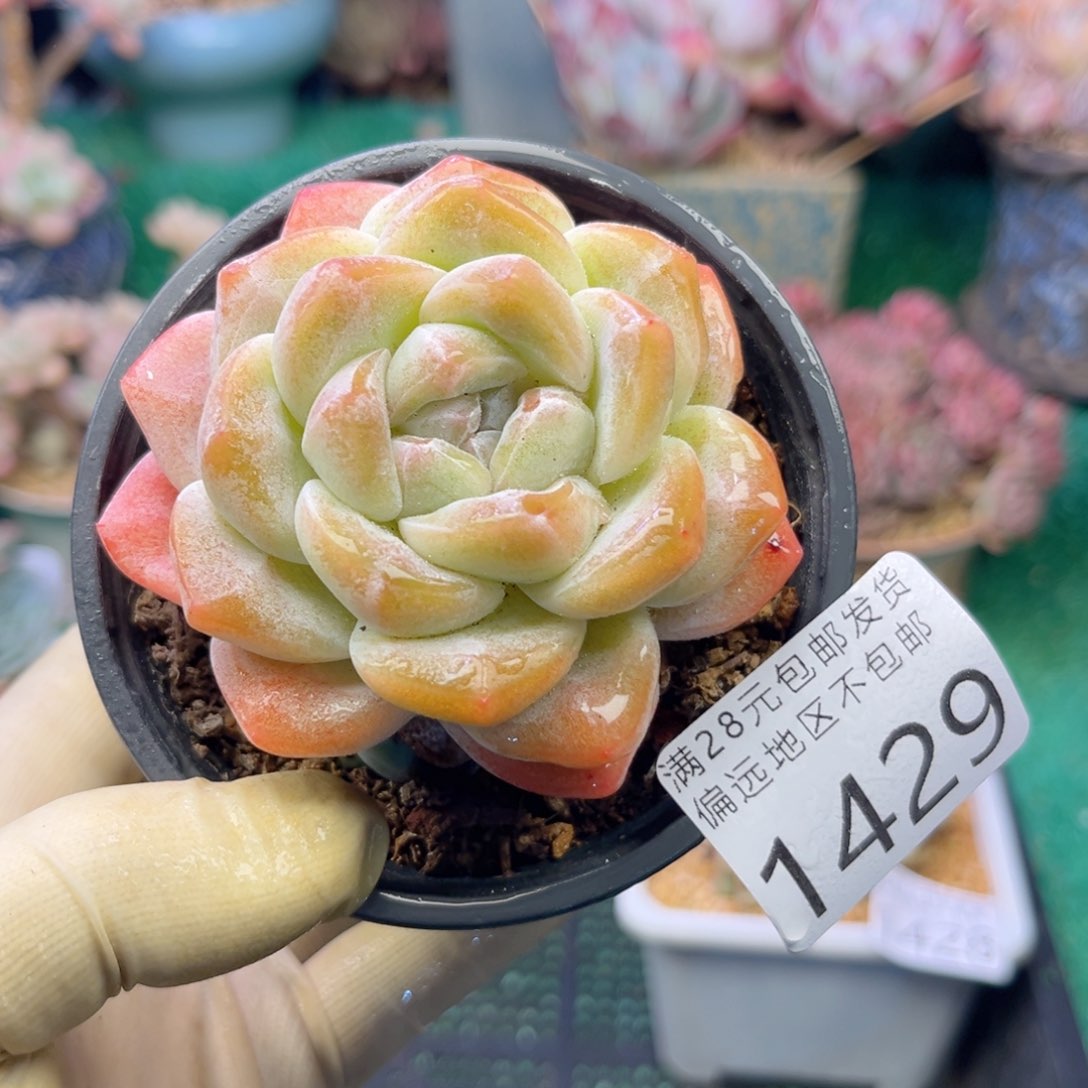 大1429，v x b c b v n n m