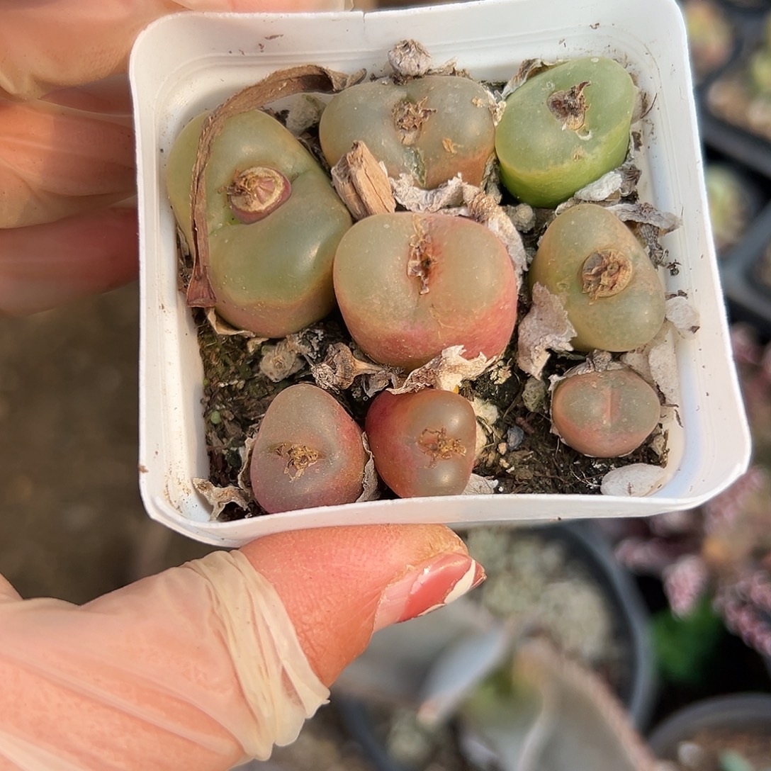 多肉植物毛汉尼带盆