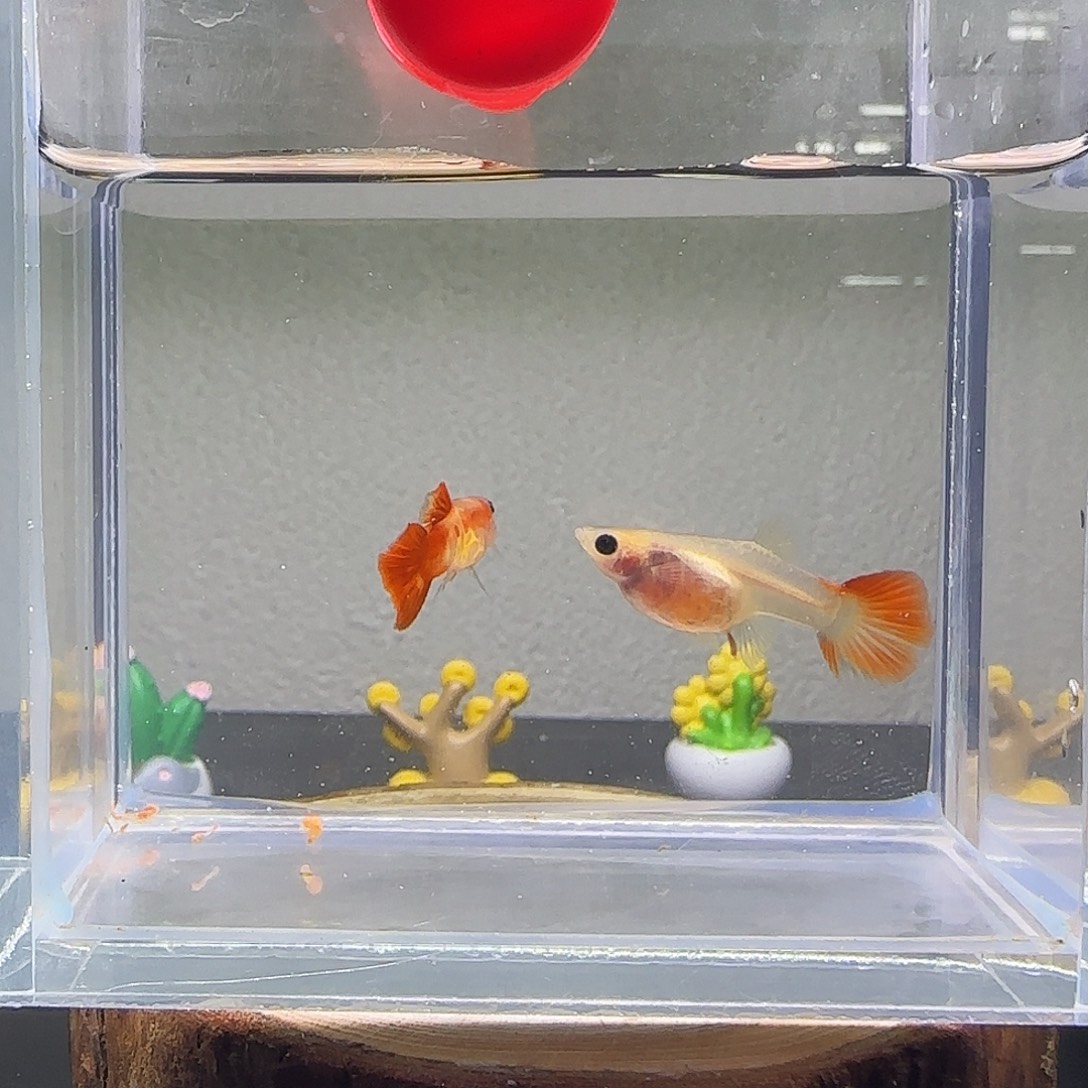 孔雀鱼银河短体一对13