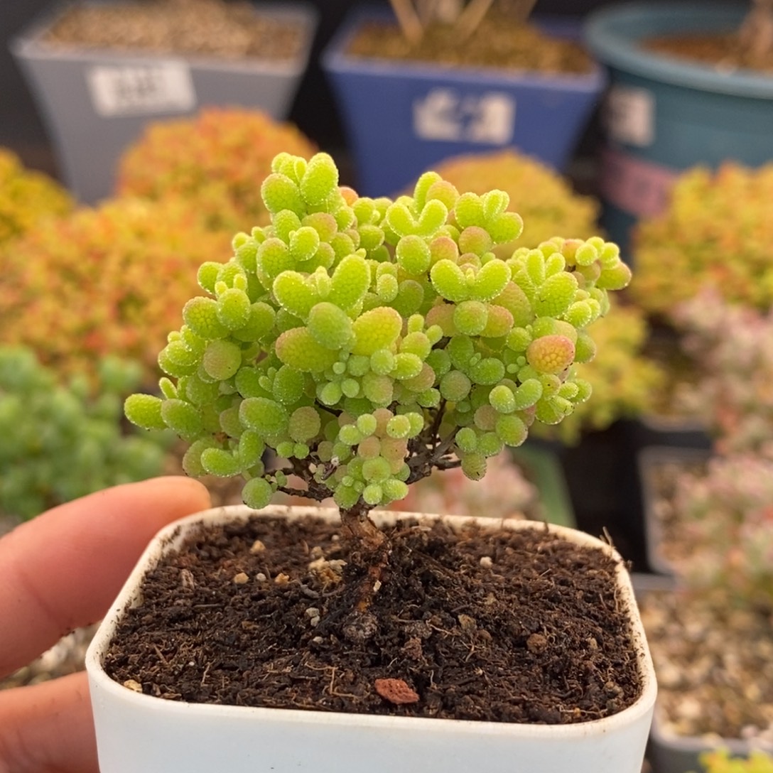 630蜜橘糖球 。       