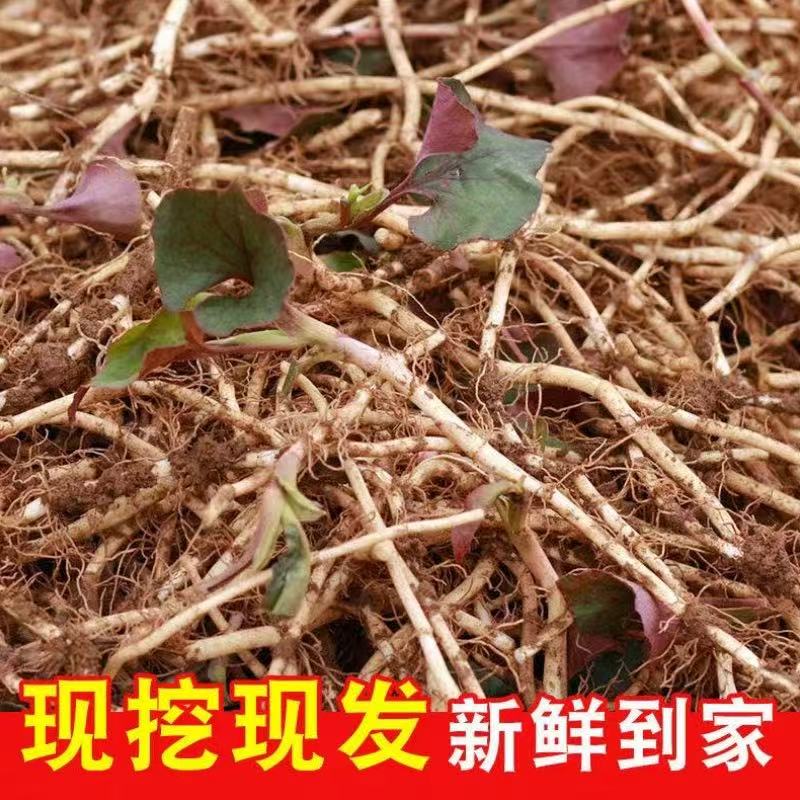 四川折耳根现挖带泥农家鱼腥草红叶猪屁股节节根脆嫩蔬菜2/3/4斤