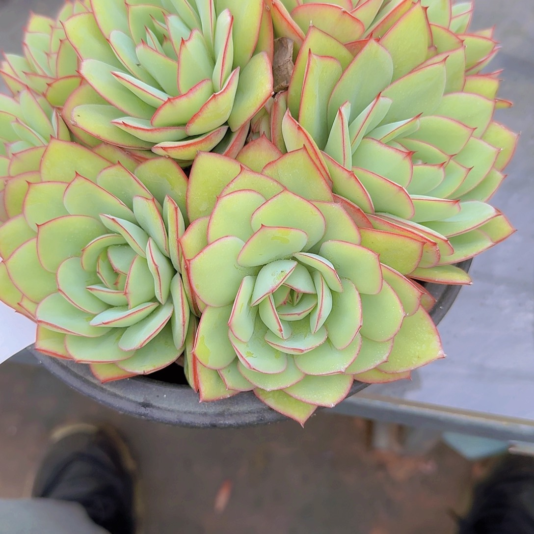 阿****0230牡丹亭多肉植物