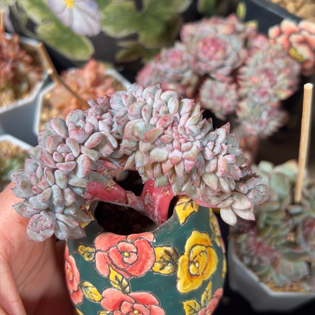 新年快乐 新年快乐