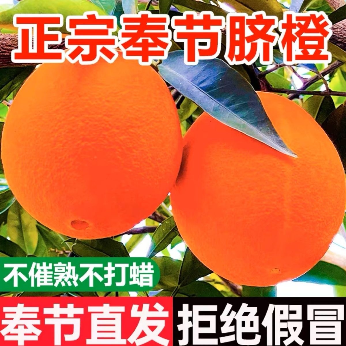 正宗福本重庆奉节脐橙香甜多汁整箱5-10斤现摘水果鲜橙子果园直发