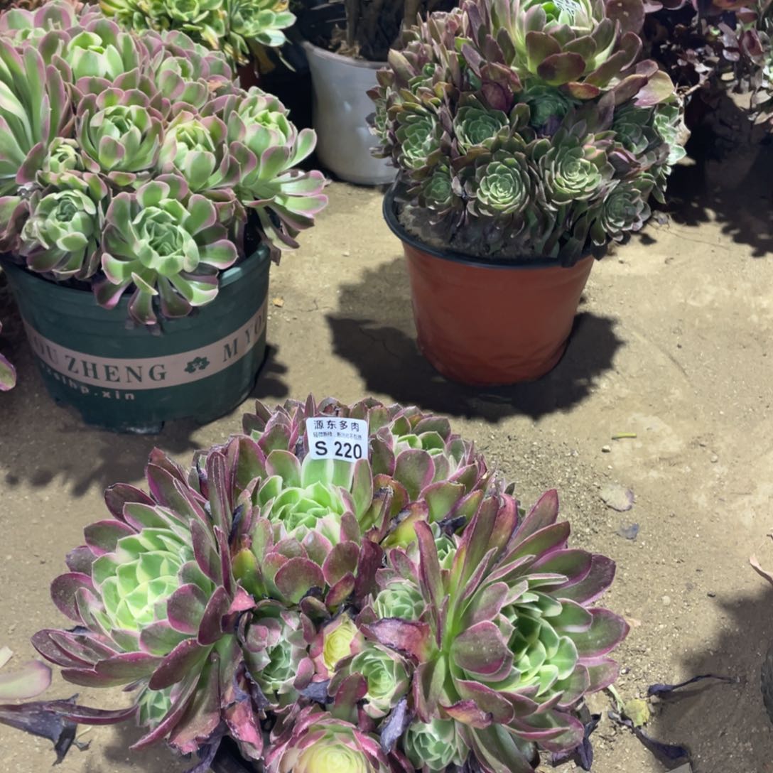 220海王多肉法师断枝不包