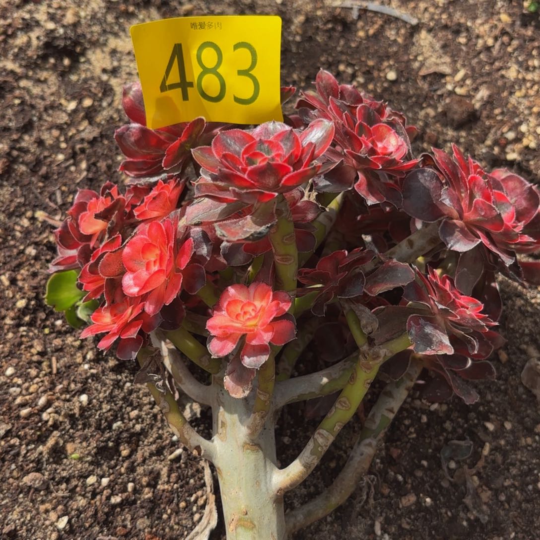 哈哈多肉葡萄福利来483