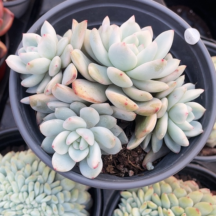 梦露锦群55一盆888888