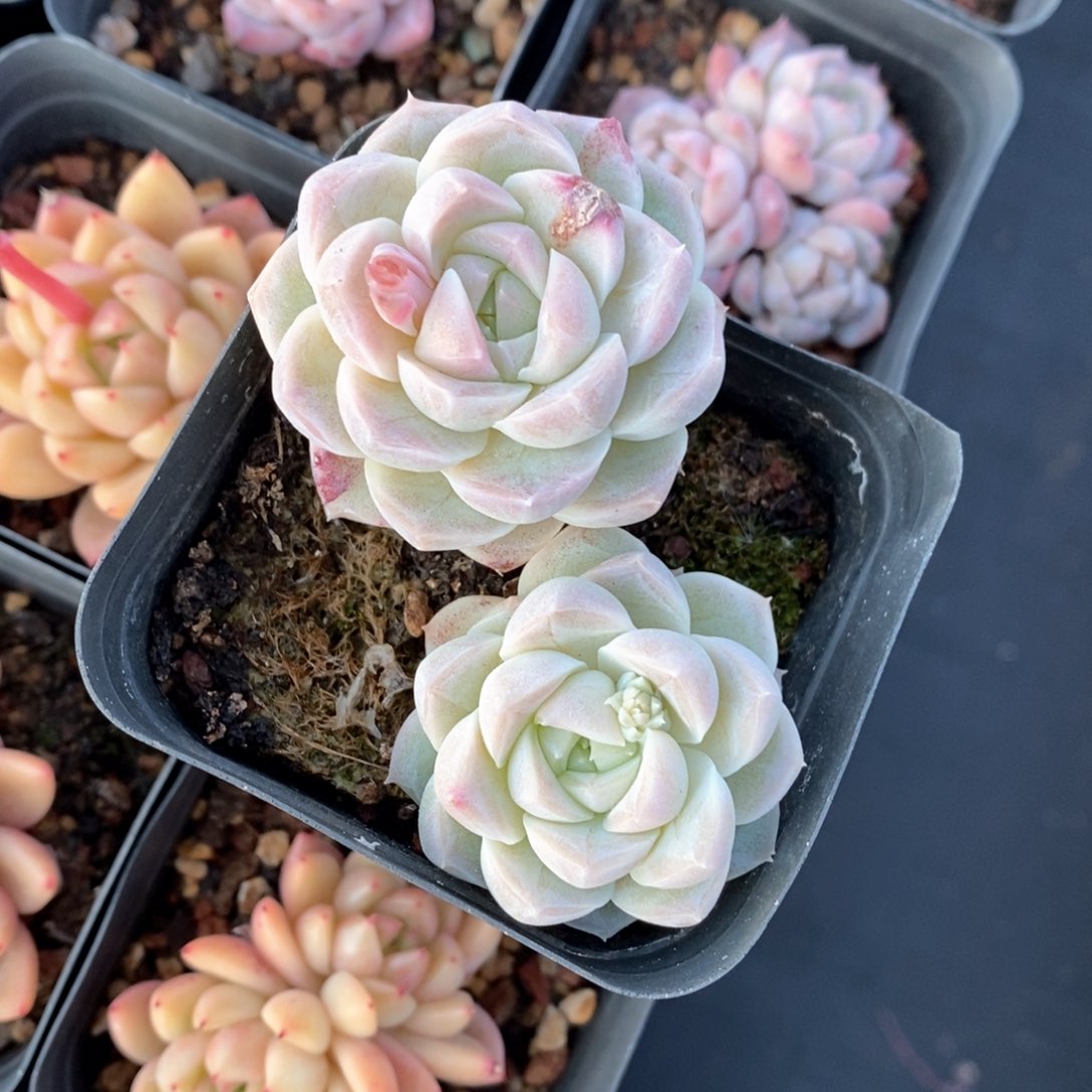 精品多肉一物一拍不包整016