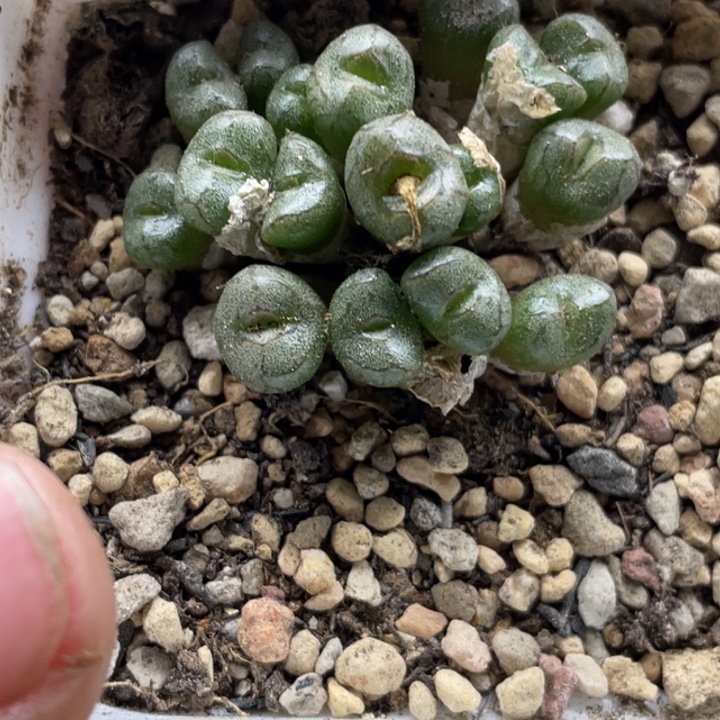 完全开放890蜜枣铜壶带盆