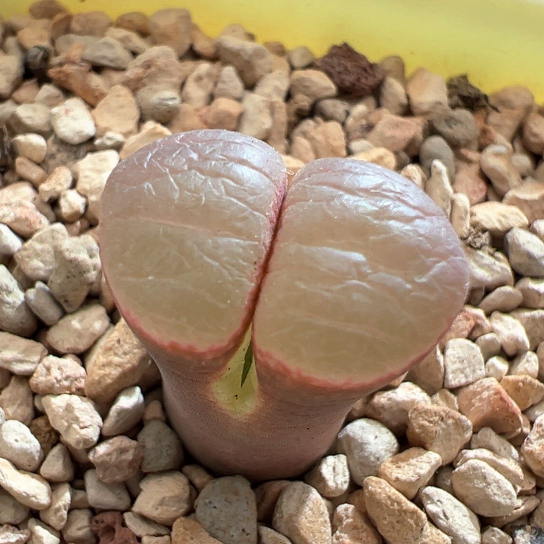 637。新品风铃1791冷香风铃