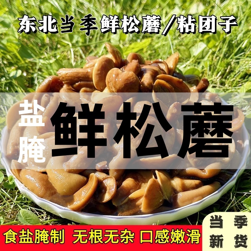 【尝鲜2斤装】长白山当季新鲜粘团子蘑菇盐腌发货新鲜松蘑