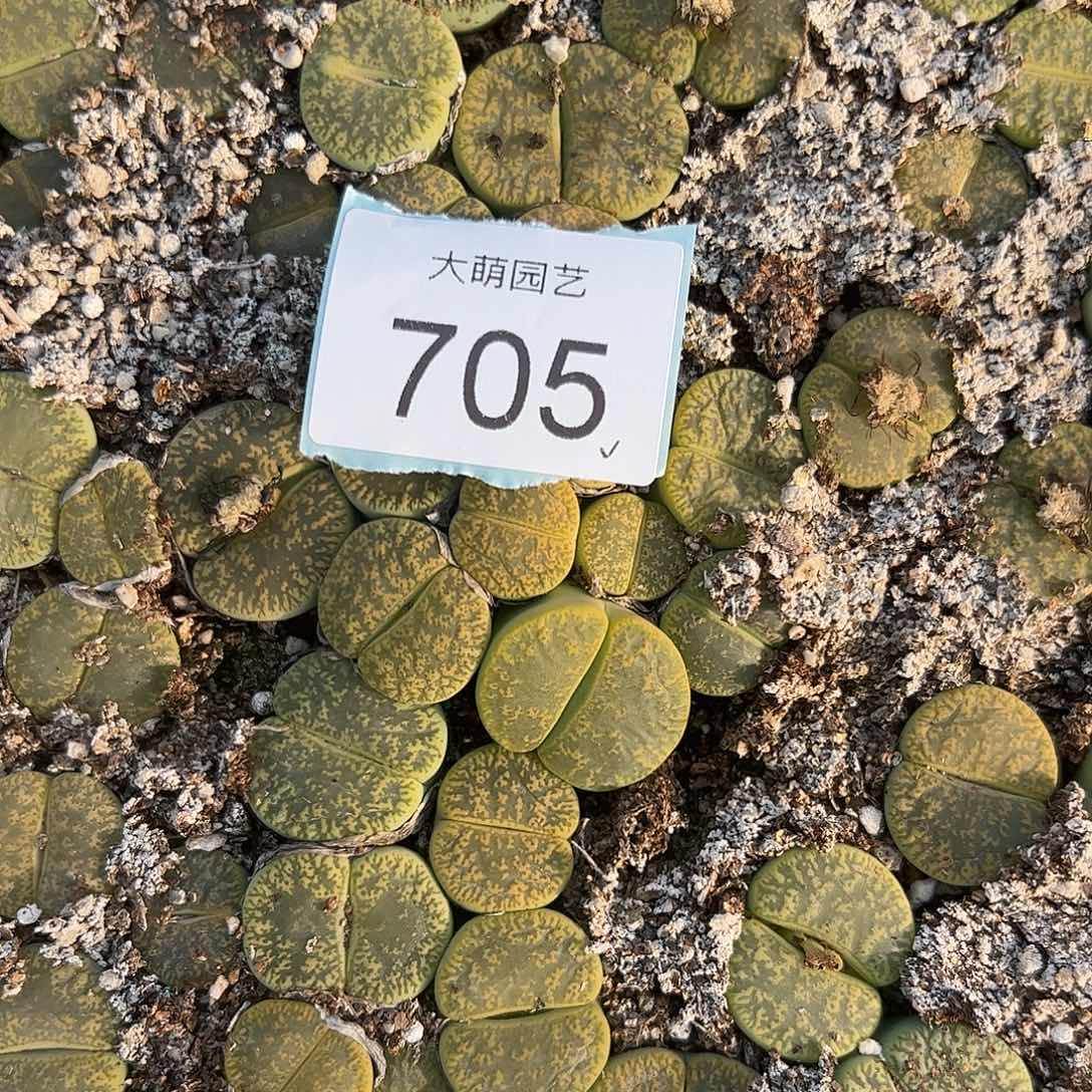 量拍绿紫薰3颗      尺寸2.0