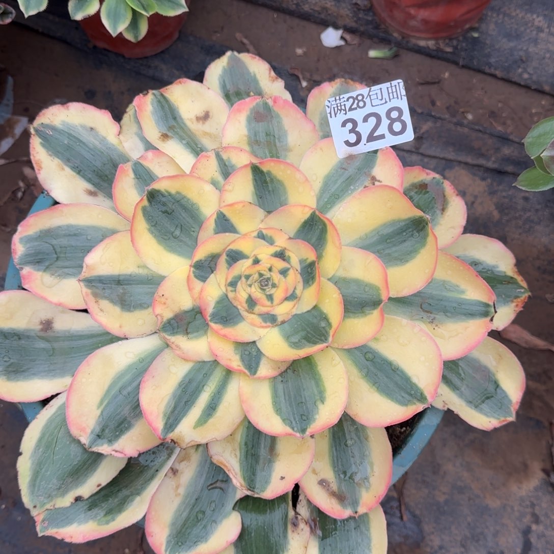 王妃君美丽锦宽锦多肉328单棵包邮