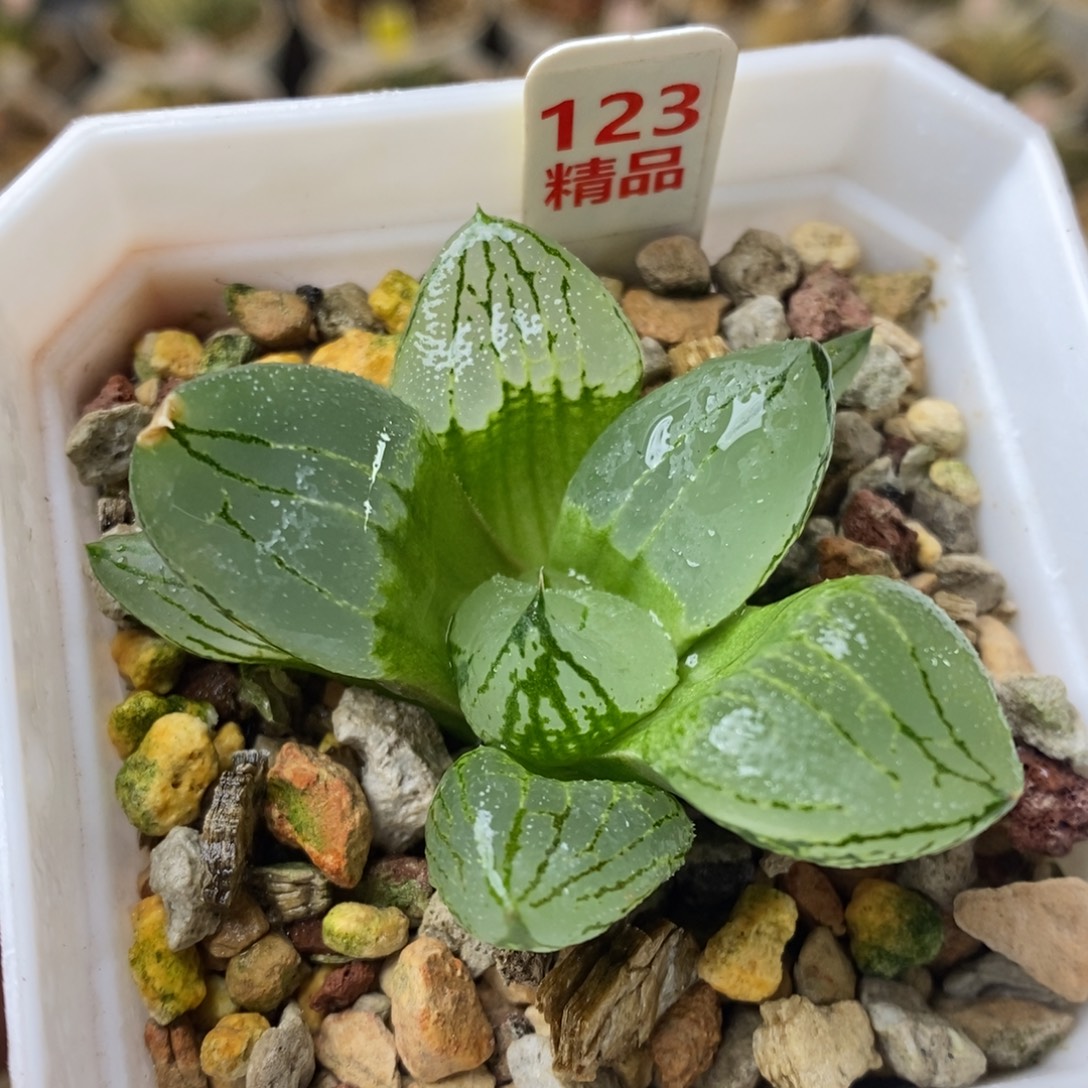 123号虞美人多肉植物