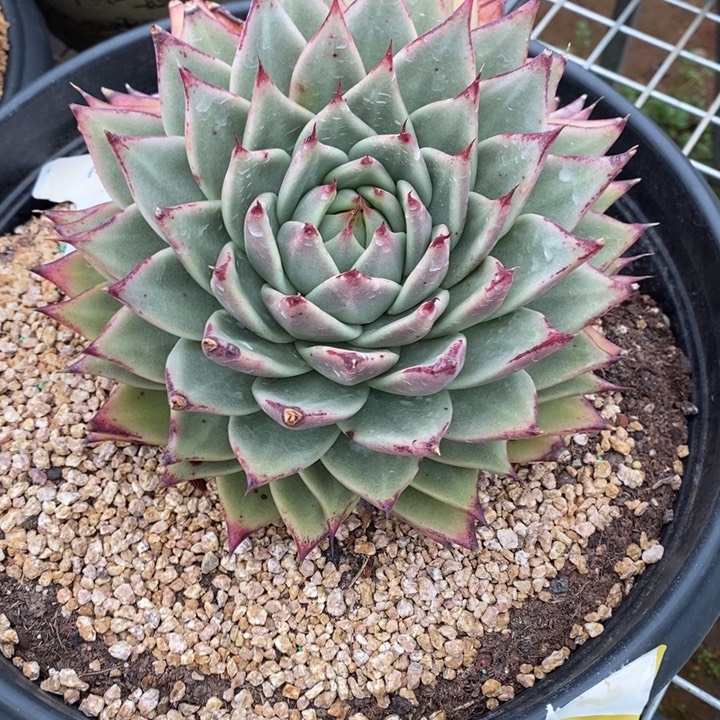 D007- 直播福利 乌木叠叶