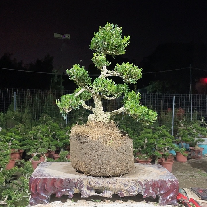 完全开放幸**Q黄杨盆景园林植物