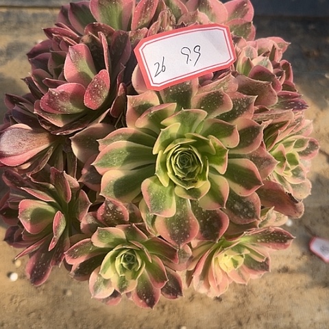 多肉植物白凤26号