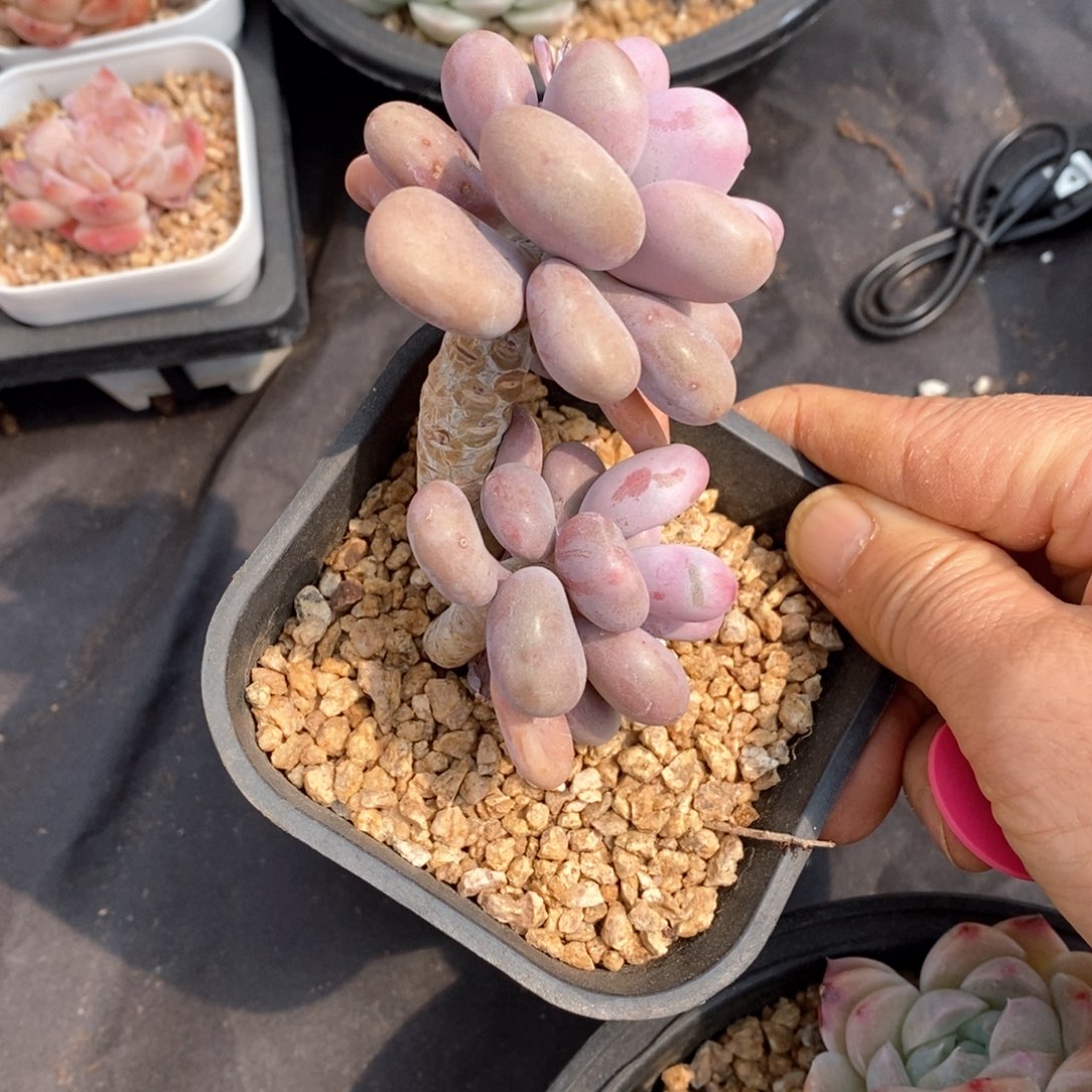 精品多肉一物一拍不包整160