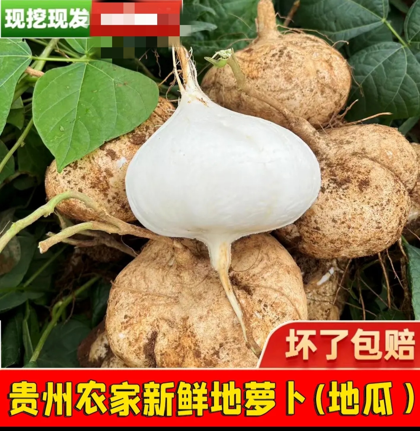 【甘甜可口】贵州现挖新鲜凉薯白地瓜脆甜多汁地萝卜葛薯3/5/8斤
