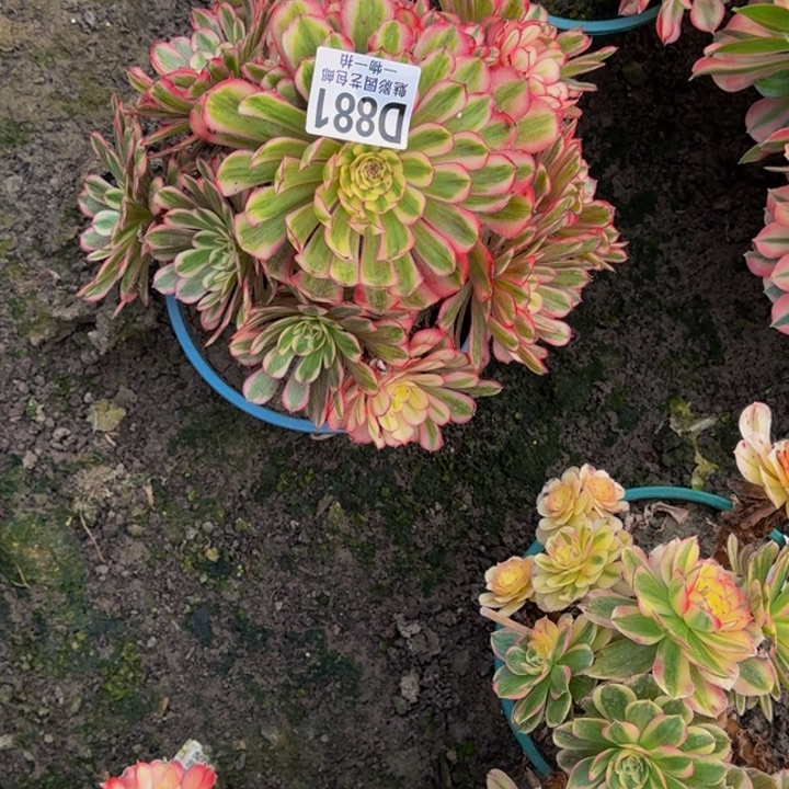 白月光花25-22包邮花花