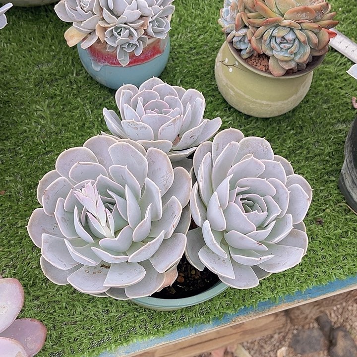 圣卡洛斯大三头，冠服20