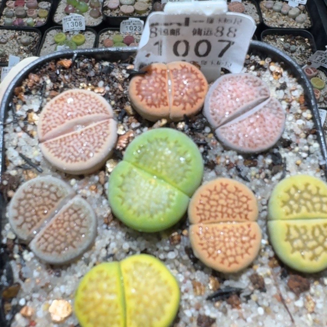 zz生石花肉锥1007