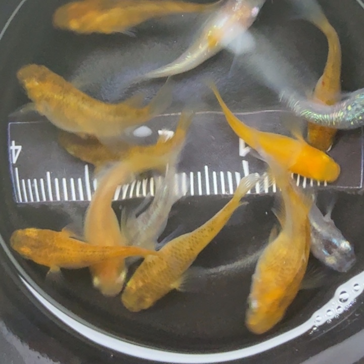 青鳉鱼短球体混搭67号