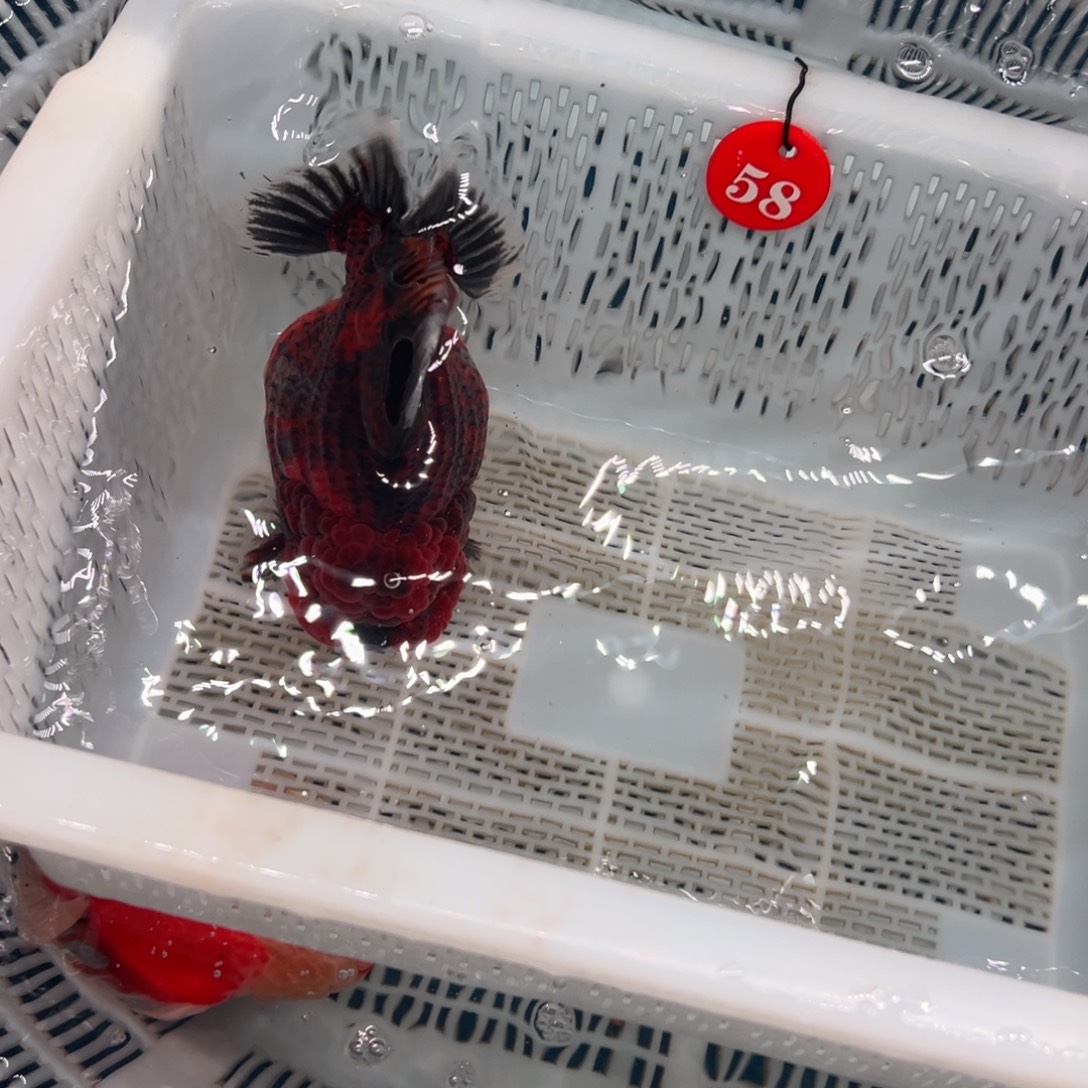 春***雨海水鱼包邮者为数甚少之数