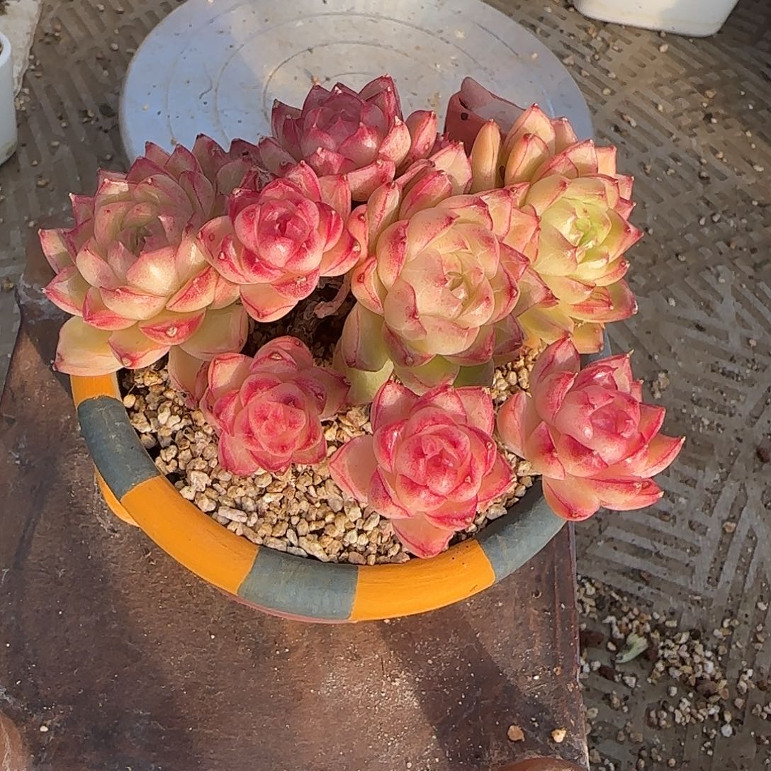 䒕****玫瑰花女王不带盆土发货