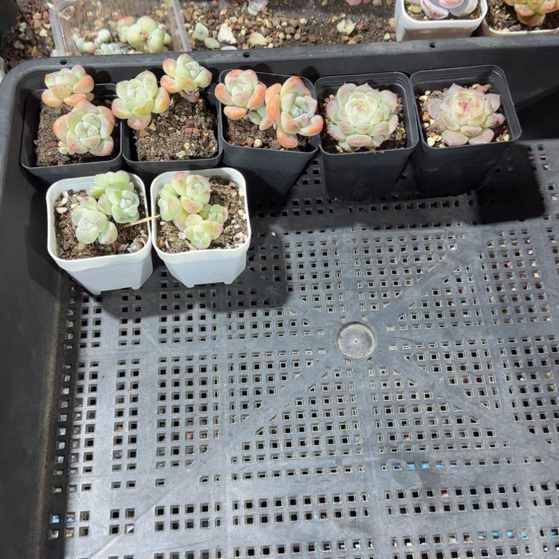 小美一物一拍专拍