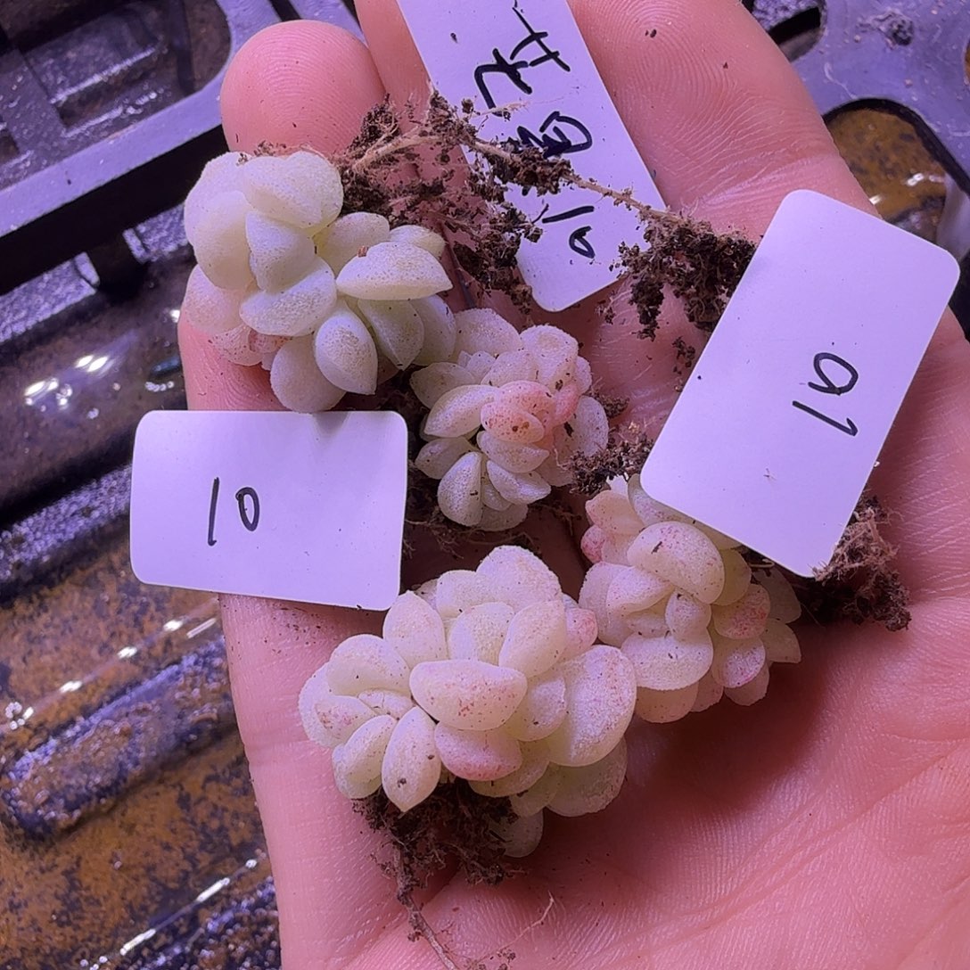 芒***妞芒果专拍4颗冰玉石化