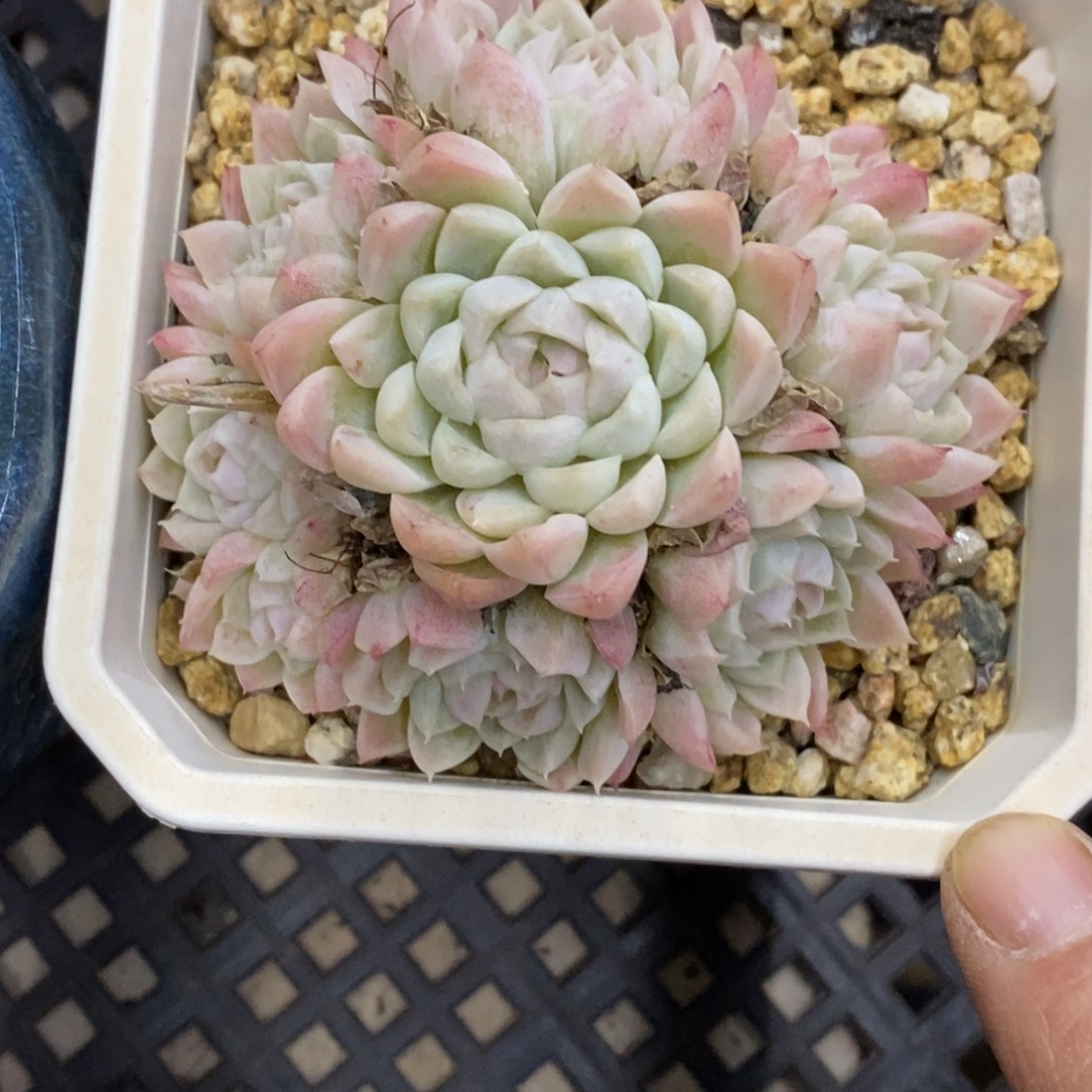 精品多肉一物一拍不包整3