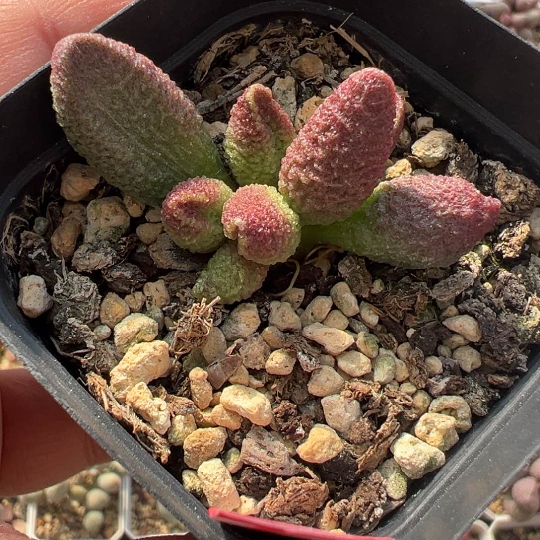 实生新品多肉植物水泡