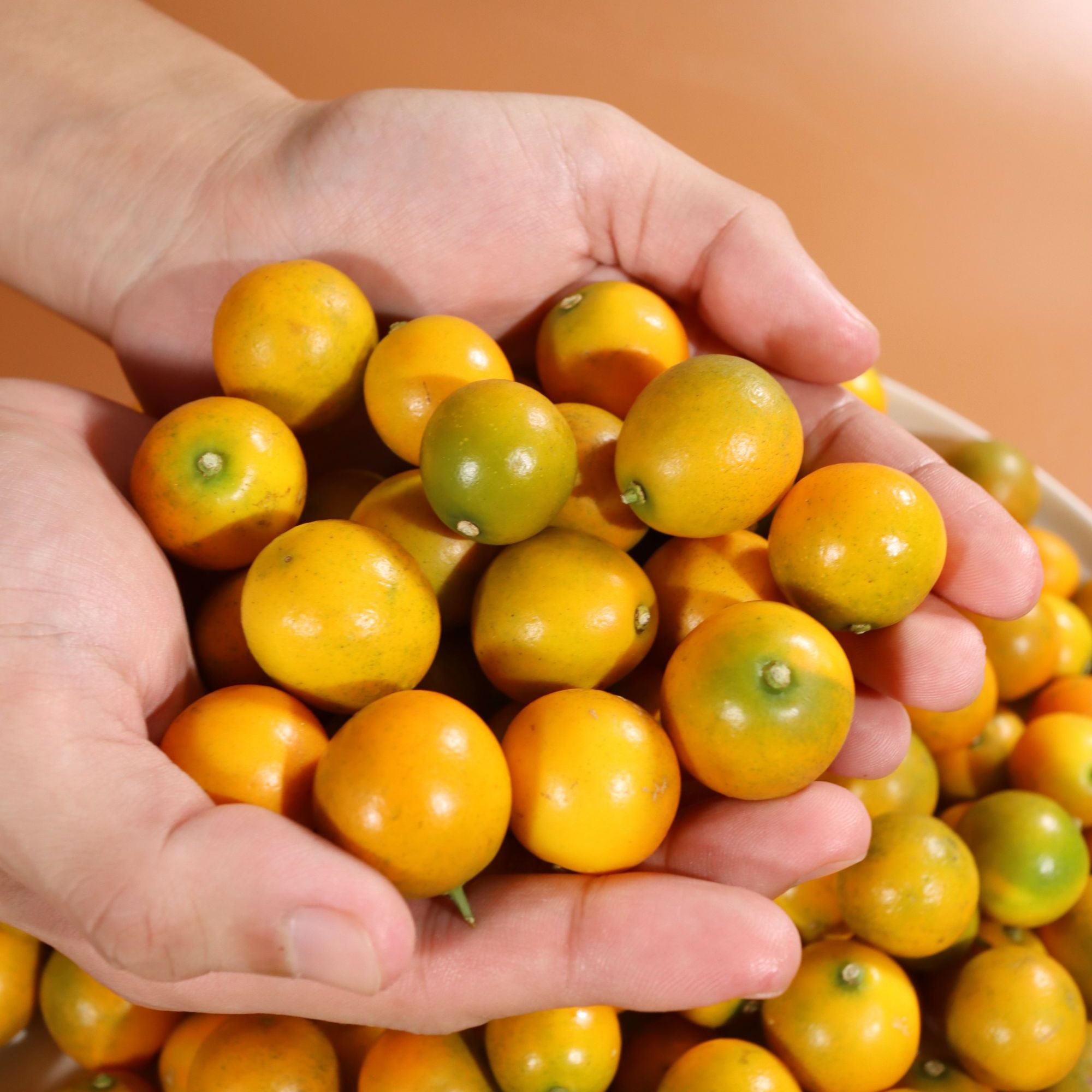 【蜜甜豆桔】广西豆桔当季新鲜时令糖豆水果清甜现摘现发整箱包邮