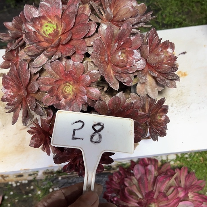 多肉植物黑膜法师