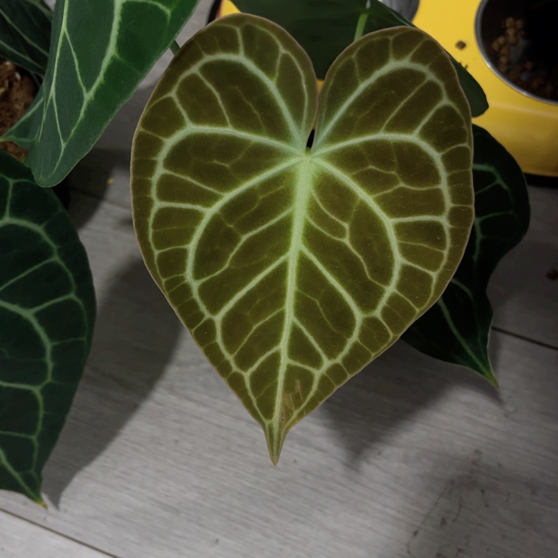 完全开放克莱恩花烛