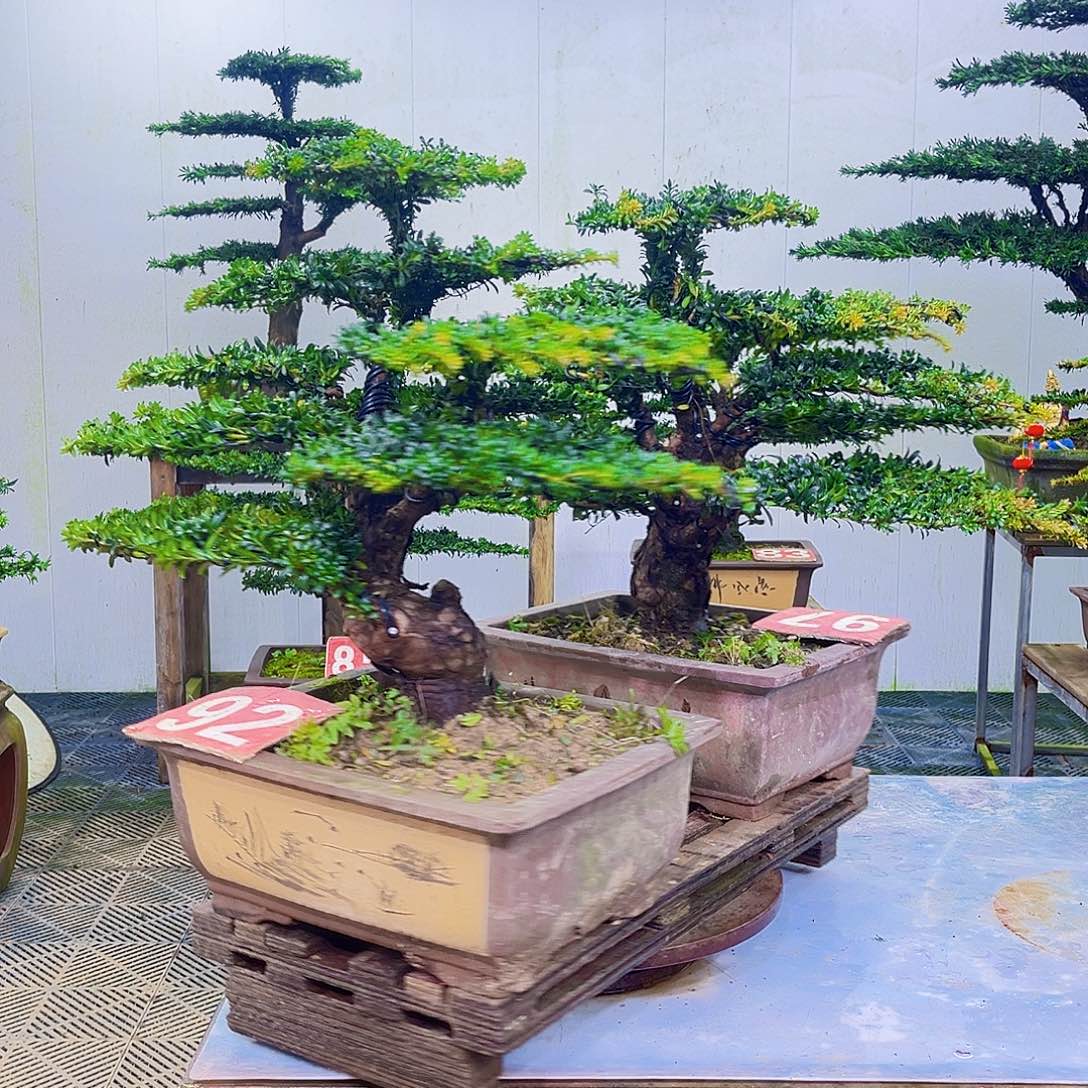 无花朵罗汉松盆景艺术