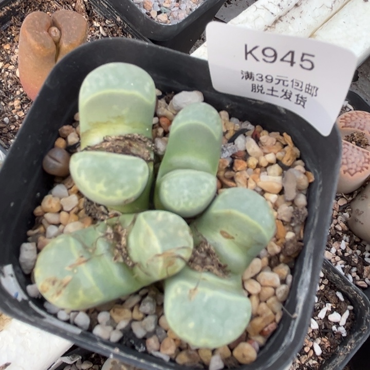 945多肉酱哈哈哈哈哈