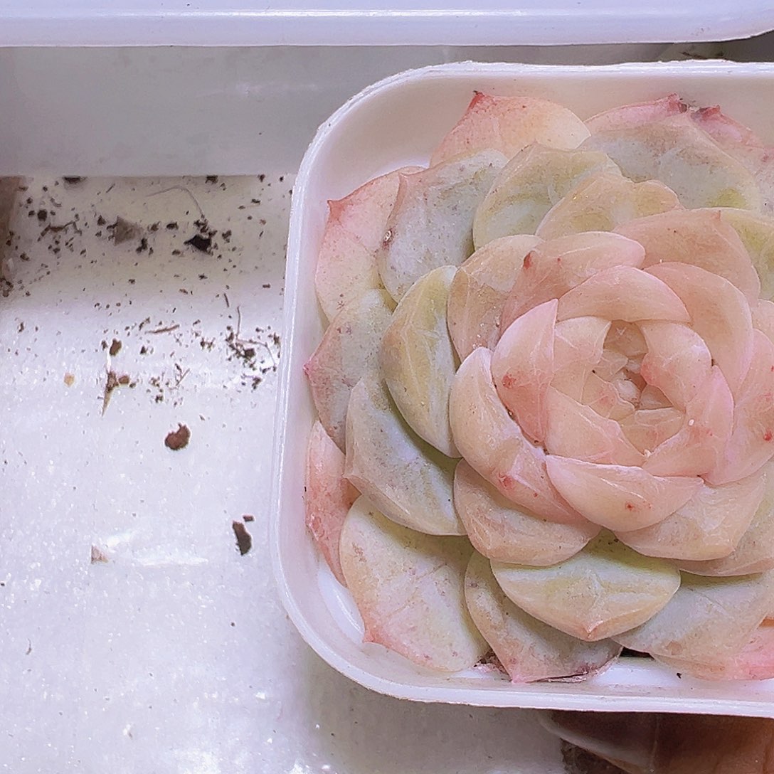 冰心泡影19包邮多肉植物