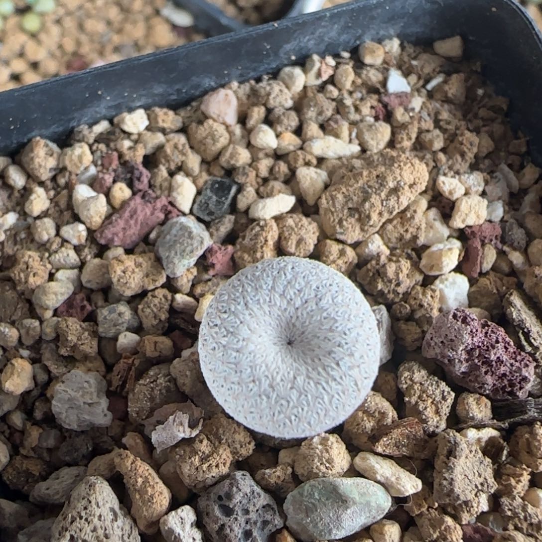 022实生小人帽多肉1.1厘米