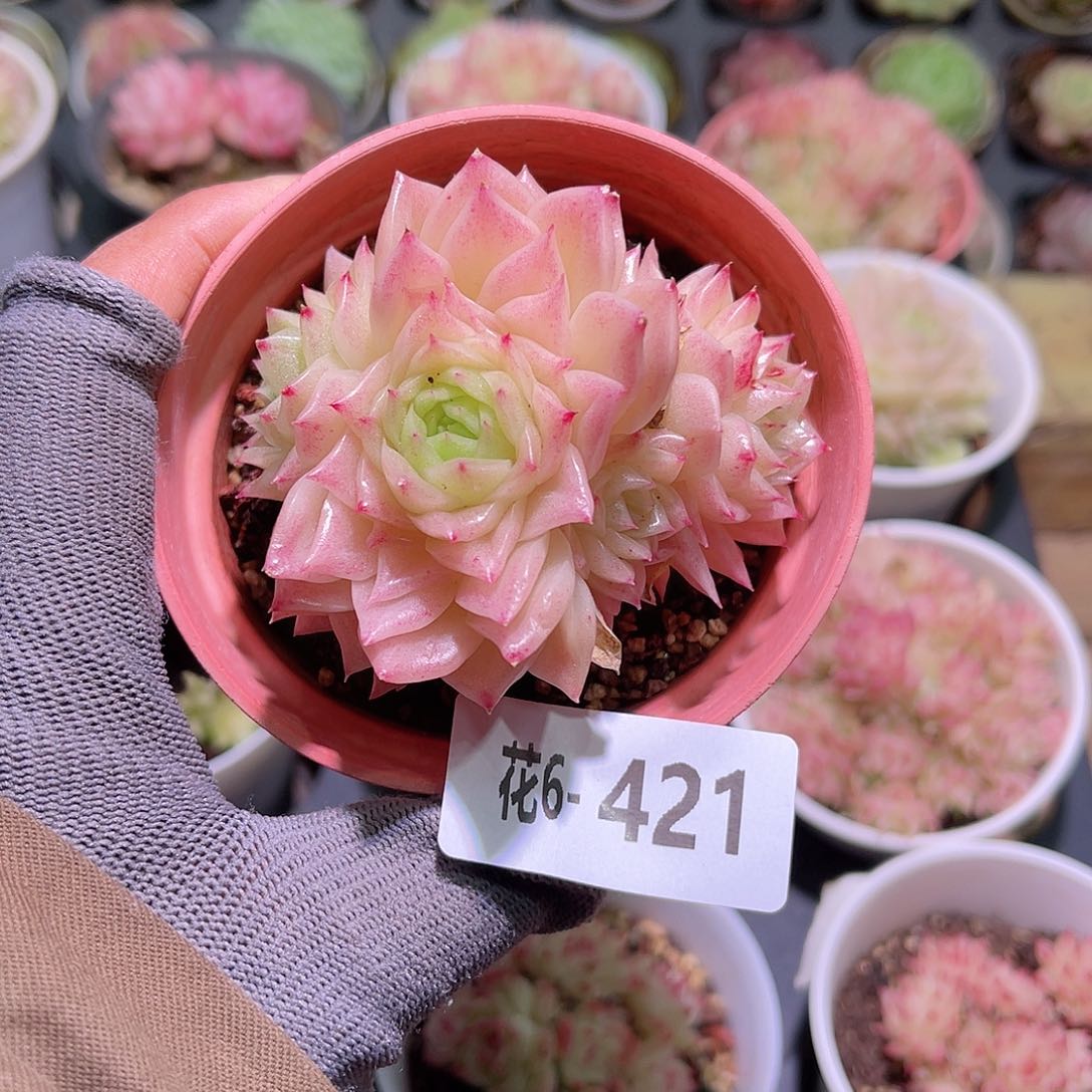 花06-421幻影群生