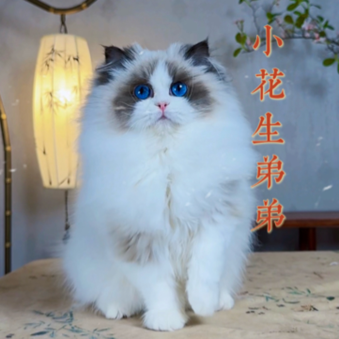 活体猫咪新脸版布偶小花生弟弟