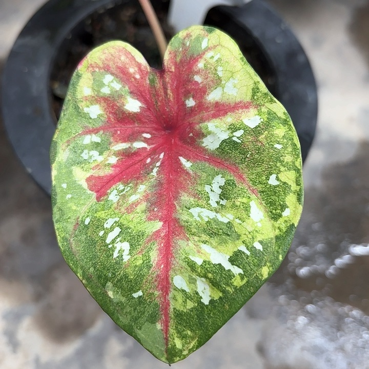 52-0208彩叶芋广东现货