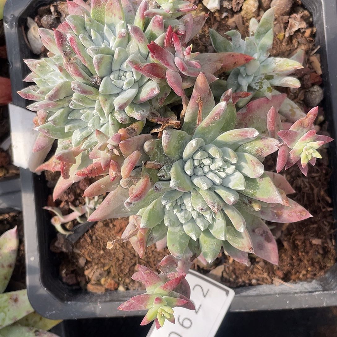 苹果叶杂交老桩10622