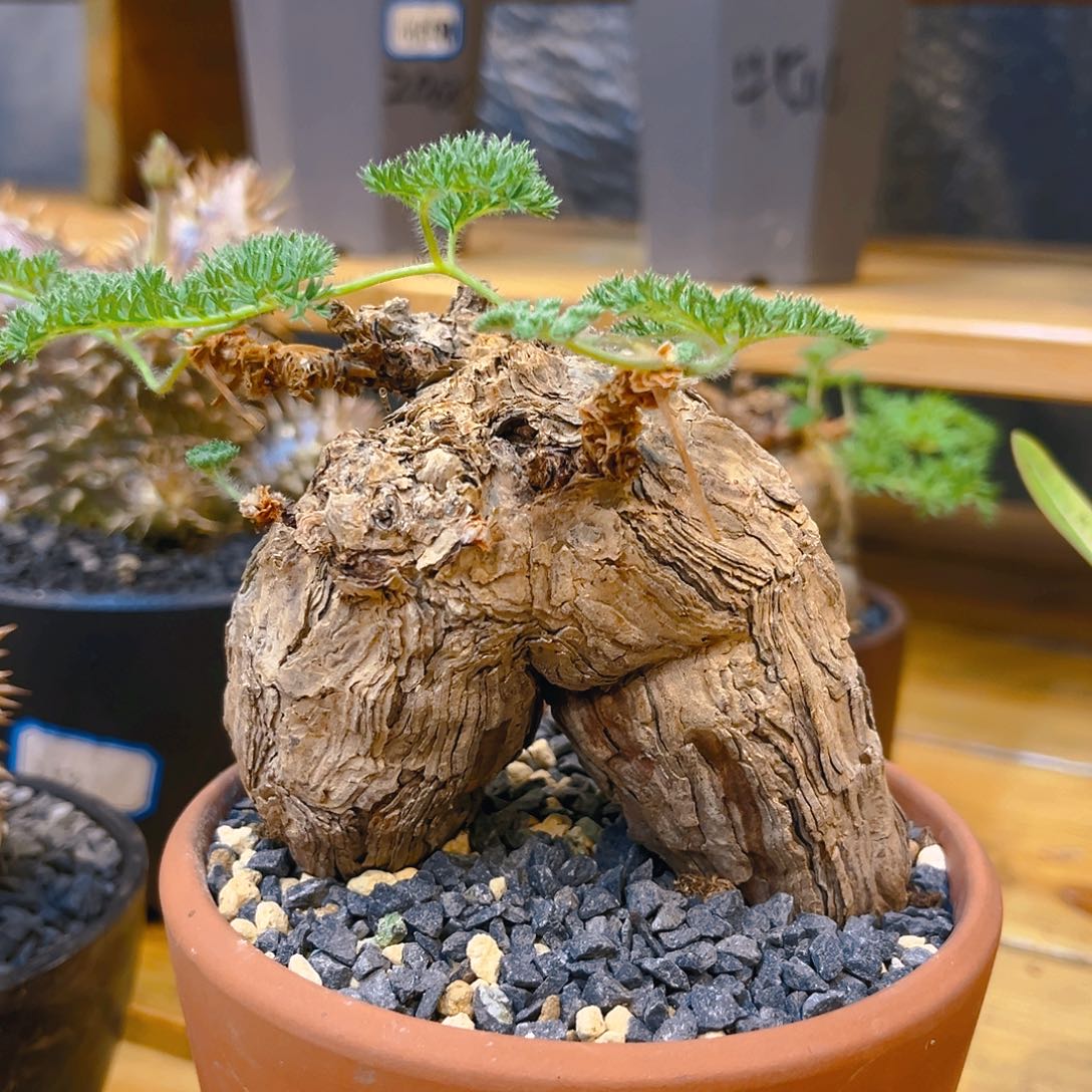 潮流植物枯木洋葵