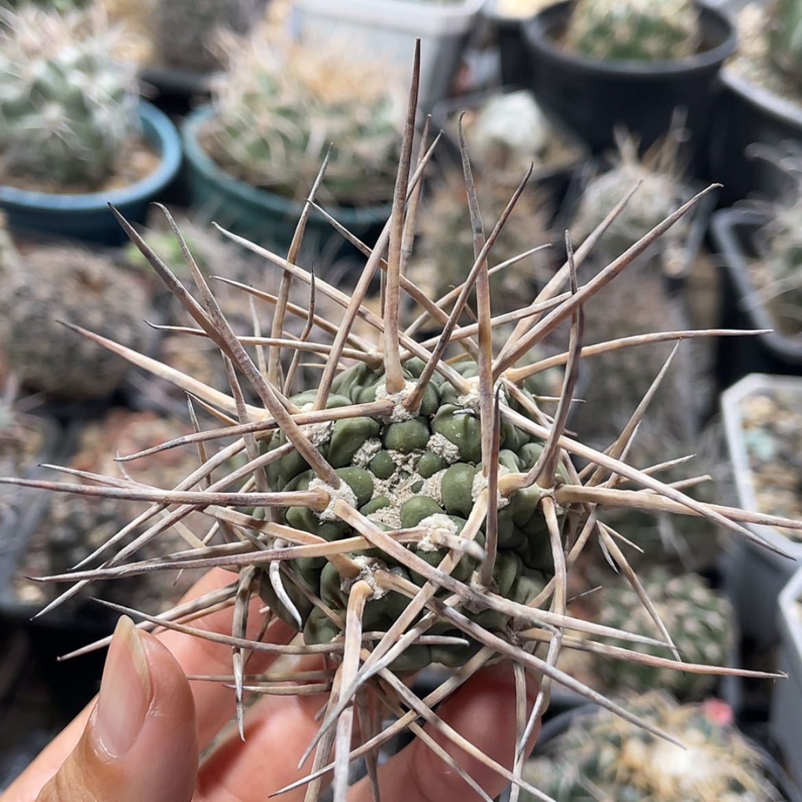 【闪购商品】超刺天平有根6666