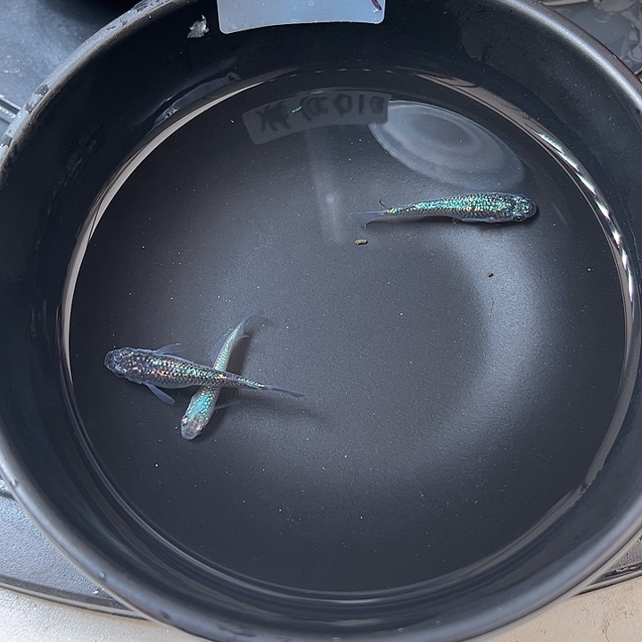 青鳉鱼海王星2蓝宝石1条20号