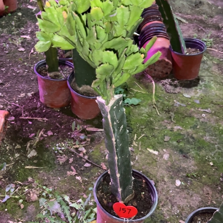 三***王当前无花栽培后可以开花073  157