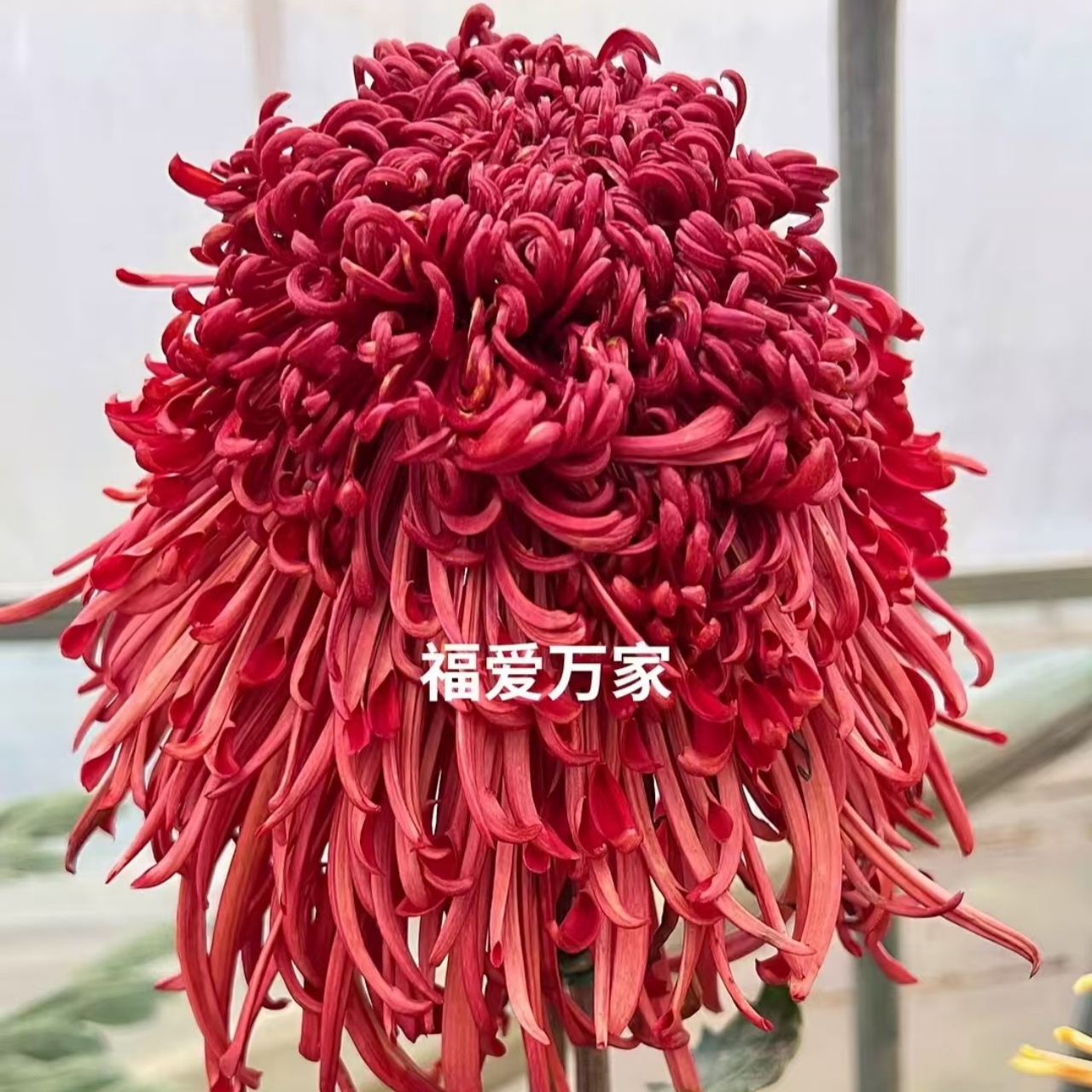 原盆带花苞【福爱万家】九月大菊花稀有品种耐热耐寒易养活喜阳】