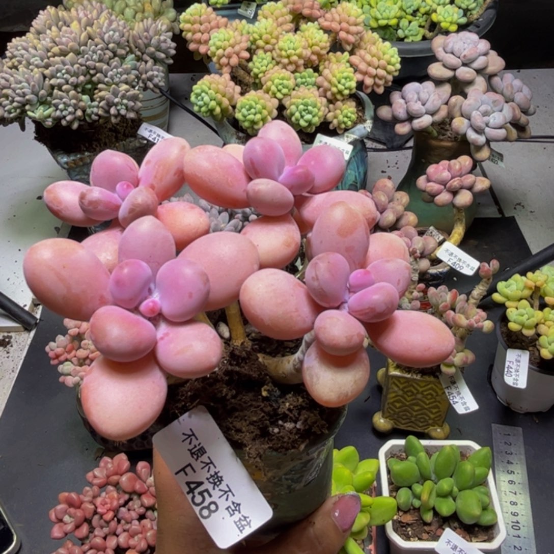 糖果桃蛋458/9cm多肉